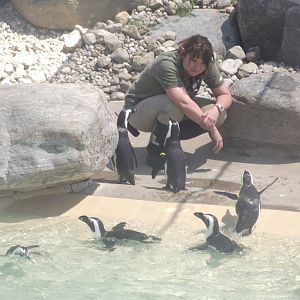 African Penguins