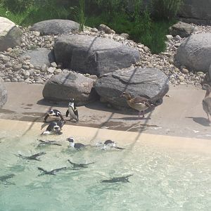 African Penguins and Egyptian Goose