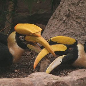 Great Indian hornbill pair #2
