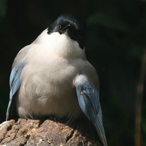 Sunbathing azure-winged magpie