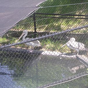 Pink Backed Pelicans