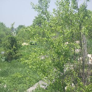 Polar Bear and Arctic Wolves