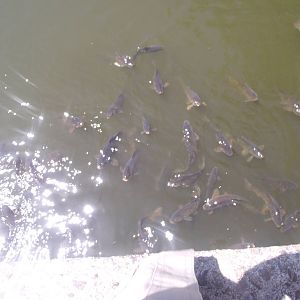 Carp Swarm