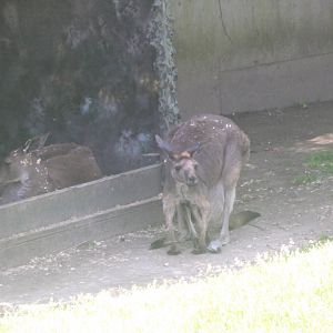 Western Grey Kangaroo
