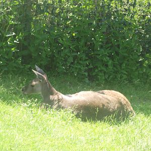 Western Grey Kangaroo