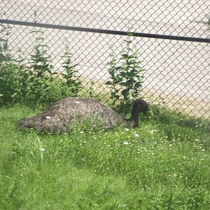 Emu