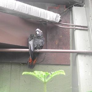 Red Tailed Black Cockatoo