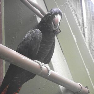 Red Tailed Black Cockatoo