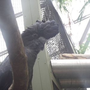 Red Tailed Black Cockatoo