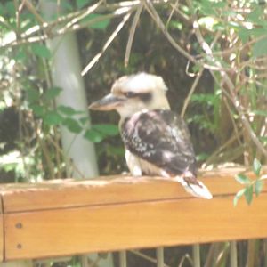 Kookaburra