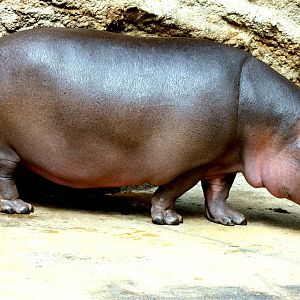 Hippopotamus inside new Hippo House; Cologne; 24th May 2011