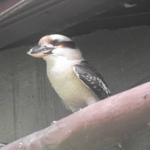 Kookaburra