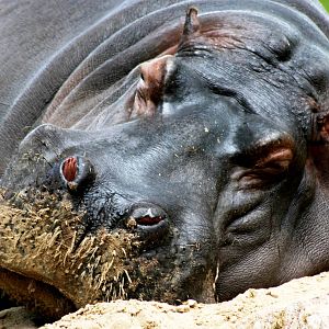 Hippopotamus outside new Hippo House; Cologne; 28th May 2011