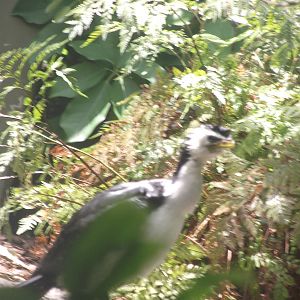 Little Pied Cormorant