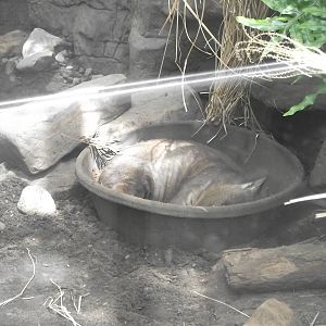 Southern Hairy Nosed Wombat