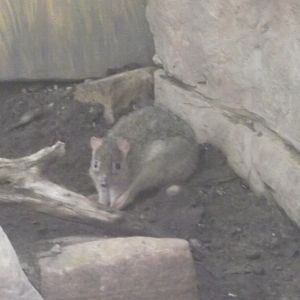 Brush Tailed Bettong