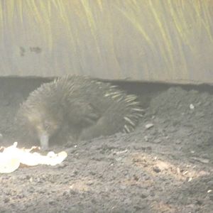 Short Beaked Echidna