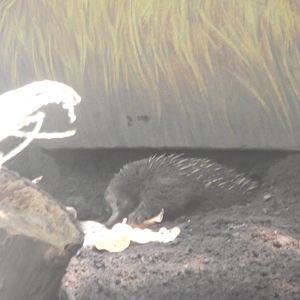 Short Beaked Echidna