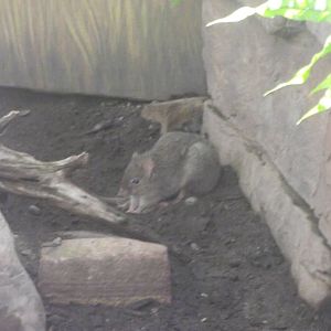 Brush Tailed Bettong