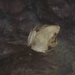 Solomon Island Leaf Frog