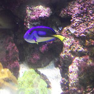 Blue Tang