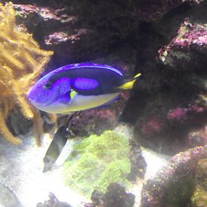 Blue Tang