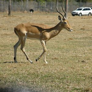 impala