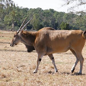 common eland