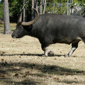 asian water buffalo