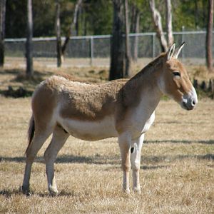 kulan
