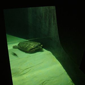 Loggerhead Turtles at Lisbon Oceanarium, 25/05/11