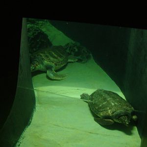 Loggerhead Turtles at Lisbon Oceanarium, 25/05/11