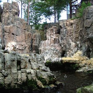 Auk Exhibit at Lisbon Oceanarium, 25/05/11