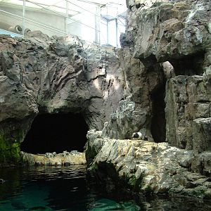 Auk Exhibit at Lisbon Oceanarium, 25/05/11