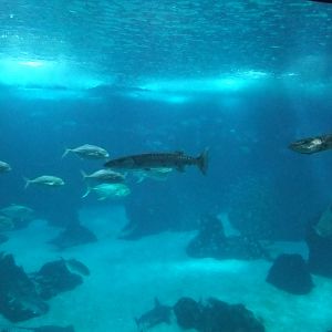 Open Ocean Tank at Lisbon Oceanarium, 25/05/11