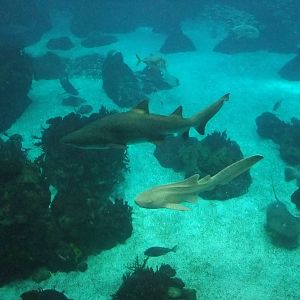 Open Ocean Tank at Lisbon Oceanarium, 25/05/11