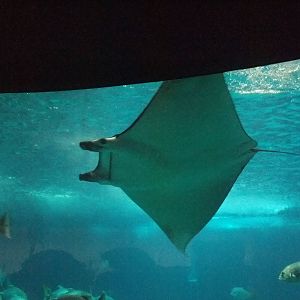 Devil Ray at Lisbon Oceanarium, 25/05/11
