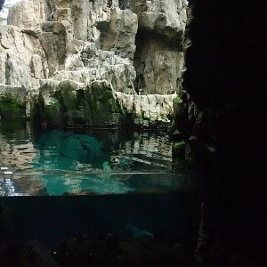 Auk Exhibit and Atlantic Tank at Lisbon Oceanarium, 25/05/11