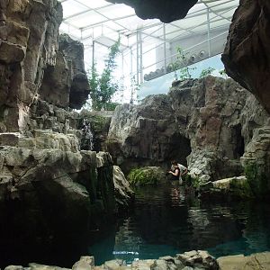 Auk Exhibit at Lisbon Oceanarium, 25/05/11