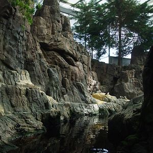 Auk Exhibit at Lisbon Oceanarium, 25/05/11