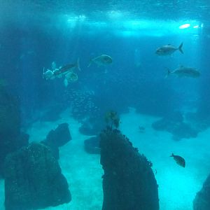 Open Ocean Tank at Lisbon Oceanarium, 25/05/11