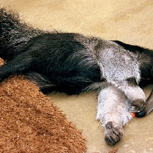 Young giant anteater; Dortmund; 26th May 2011