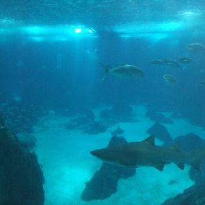 Open Ocean Tank at Lisbon Oceanarium, 25/05/11