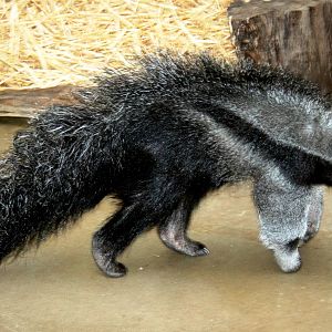 Young giant anteater; Dortmund; 26th May 2011