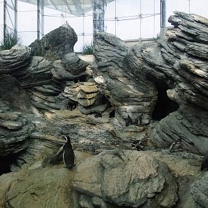 Penguin Exhibit at Lisbon Oceanarium, 25/05/11