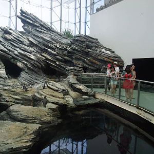 Penguin Exhibit at Lisbon Oceanarium, 25/05/11