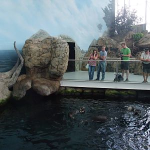 Sea Otter Exhibit at Lisbon Oceanarium, 25/05/11