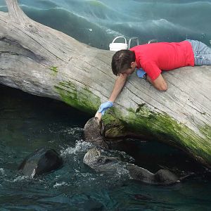 Sea Otter Feeding at Lisbon Oceanarium, 25/05/11