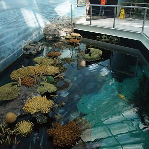 Indo-Pacific Reef at Lisbon Oceanarium, 25/05/11