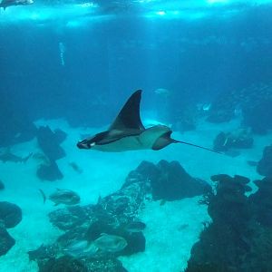 Devil Ray at Lisbon Oceanarium, 25/05/11
